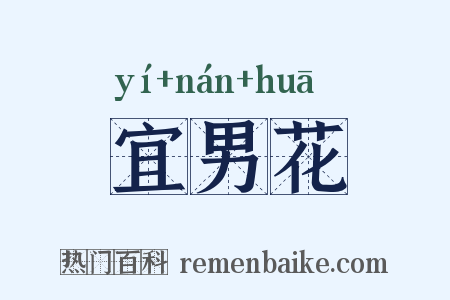 宜男花是什么意思的图片